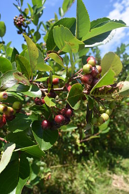 aronia close up